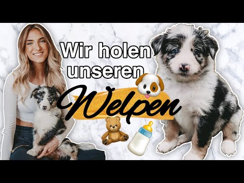We are picking up our Australian Shepherd puppy 🐶😭♥️I AnikaTeller
