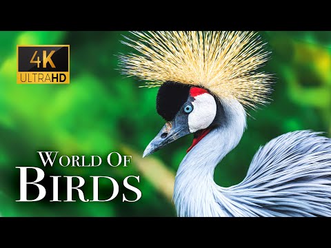 The World of Birds in The Healing Power Of Bird Sounds