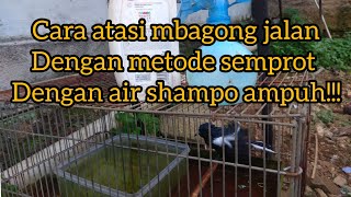 Download lagu Cara ampuh atasi Kacer mbagong jalan mp3