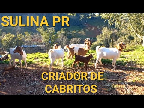 CRIADOR DE CABRITOS BOER EM SULINA PR 