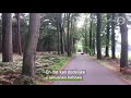 Heftige beelden: edelhert rent zich dood tegen boom in drukbezocht bos