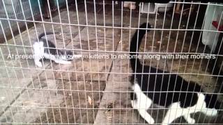 Venture farm cat rescue