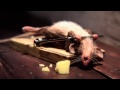 Rabiscando O Tempo O Rato E O Queijo