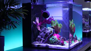 9 Months Update - Adding New Corals & Coco Worm + Feeding Whiteworms | Blue Reef Tank