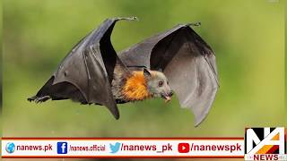 Chamgadar/Bat Life Documentary In Urdu