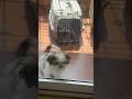 My Dog Wants To Meet Me Song Bollywood Hindisong Swastikaandlavanyadwivedi4752 Jordanmatter