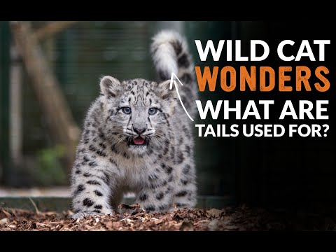 What do Cats' Tails do? | Wild Cat Wonders | Episode 13