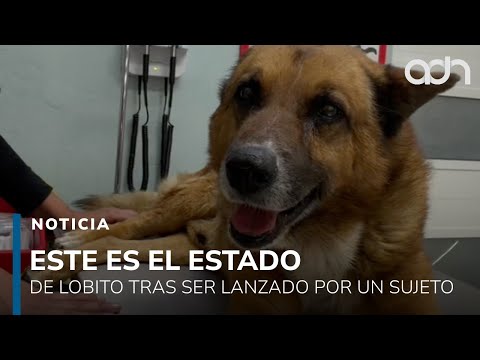 Este es el estado de salud de “Lobito” tras ser arrojado por un sujeto desde 10 metros en Naucalpan