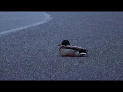 Verbania, l'anatra occupa la strada quasi deserta: lo slalom delle auto per evitarla