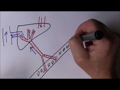 image-Does the liver filter blood?