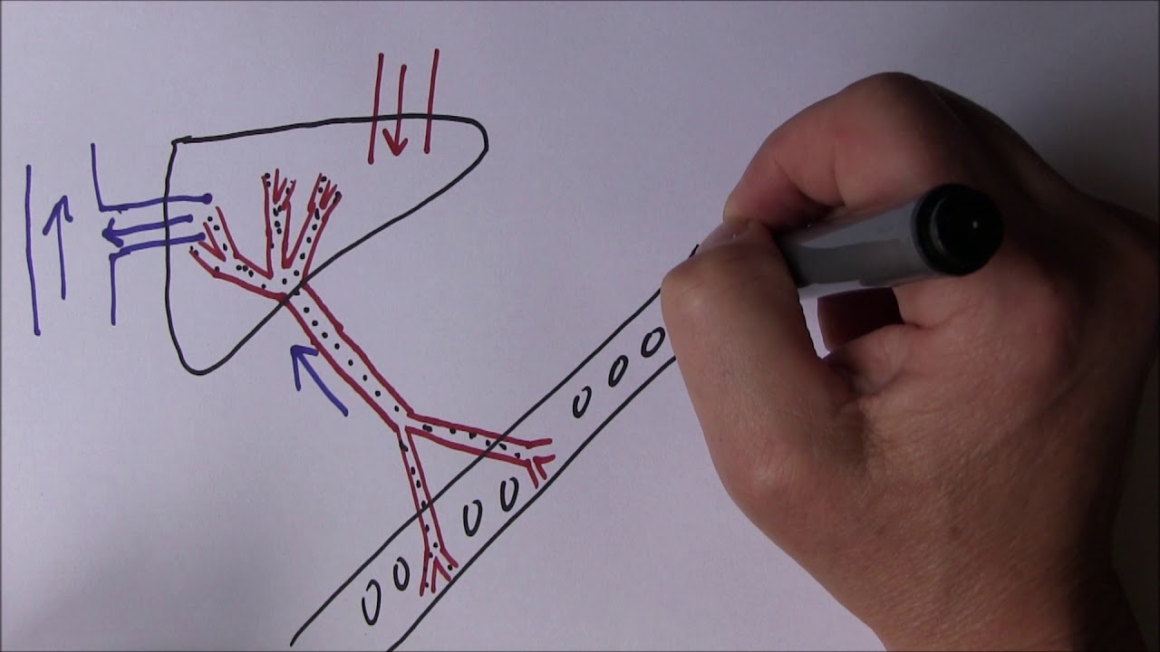 Liver Function 1, Filter between gut and blood - YouTube