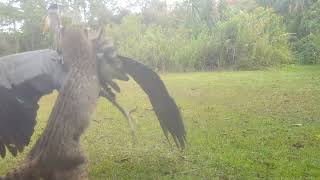 Bobcat takes down Great Blue Heron @terryWilson9500