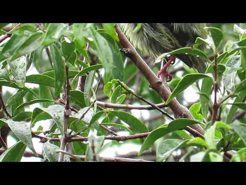 Red-legged Honeycreeper (female) 23/07/2020