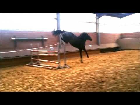 Sole 2 jährige Stute von dem Hengst Solid Gold und eine Arpeggio Mutter