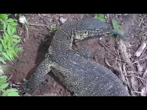 Djuma: Monitor Lizard digging for food under the cam - 09:50 - 11/30/21