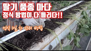 딸기 정식!!! 품종 마다 정식하는 환경도 날짜도 다르고 심는 방법도 다르다?? 이제 탄저병! 흰가루병과의 …