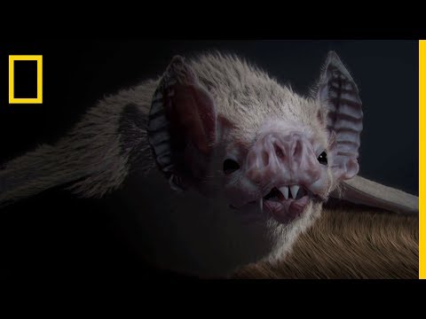 Incredible Bats | The Secret of the Acrobats