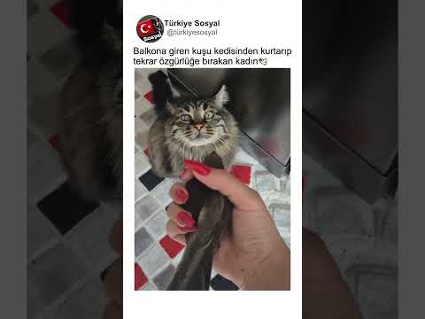 Kediden Kurtardığı Kuşu Tekrar Özgürlüğe Bırakan Kadın🕊👏