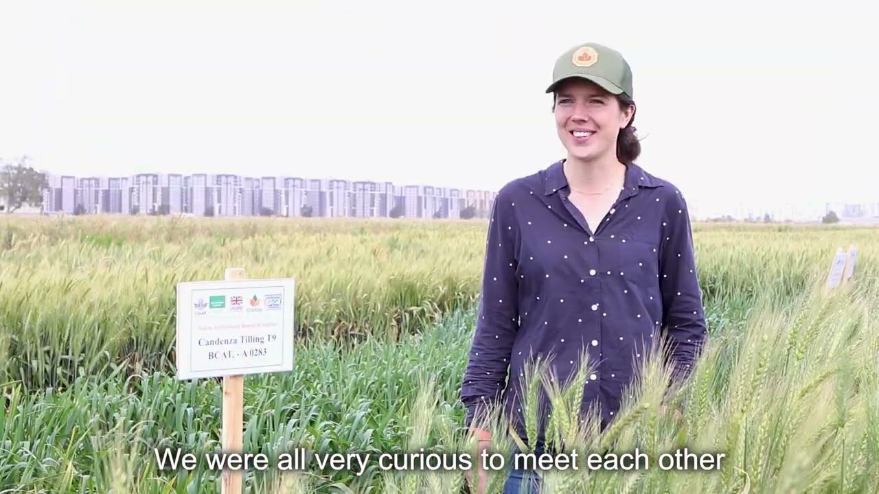 Engaging with wheat farmers in Egypt (part 2): Q&A with Dr Anna Backhaus