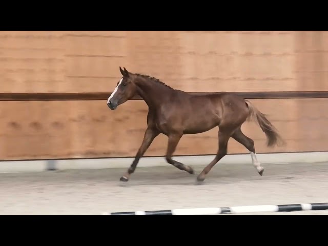 gaits