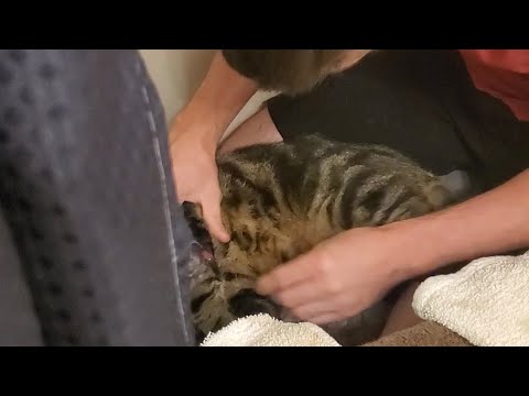 Relieving an abscess from Cat's arm.