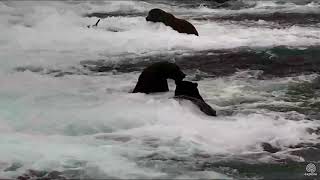 503 Slips and Slides Off the Falls 2017 09 28