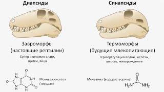 Как хвост павлина связан с ускорением эволюции? 12.09.2024