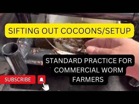 How I sift out cocoons and easiest setup ever #redwigglers #wormcomposting #vermicompost