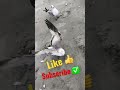 Seagulls Feeding Frenzy Shorts Seagull Nature Birds Viral Asmr