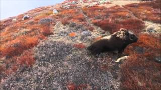 Kangerlussuaq / Umimmaat..