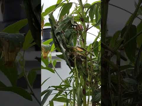 nyu penuh laban kesak daun ea