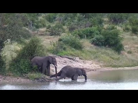 Djuma: Elephant herd (two teen males)-Pt:2 - 09:53 - 04/19/20