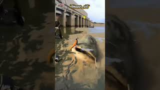 Download lagu amazing‼️bidikan yang sempurna #shorts #fishing mp3