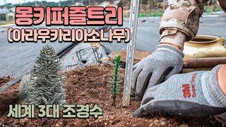 【세계 3대 조경수 몽키퍼즐트리】 아라우카리아 키우기 Araucaria araucana 칠레 소나무 몸값이 …