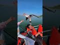 Unforgettable encounter with wild geese#travel #pets #funny