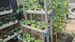 Pertanian kota @rooftop # iseng iseng berhadiah