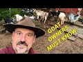 Raising Goats Basics 10 Things You Need To Understand Before Getting Goats