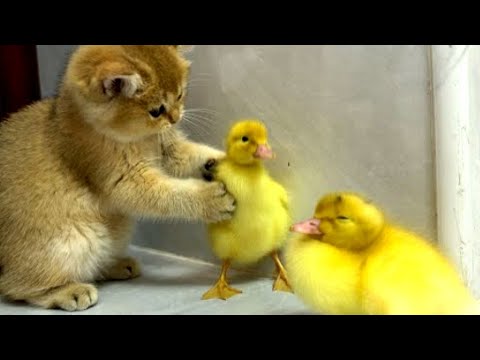 The kitten is a qualified mother of a chick daily life of chick and kitten Funny compilation #cats