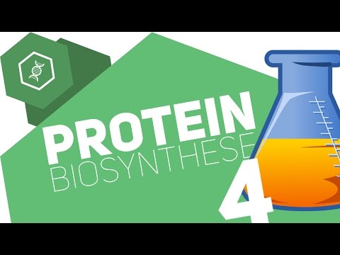 Was ist die Gensonne?! - Proteinbiosynthese Teil 4