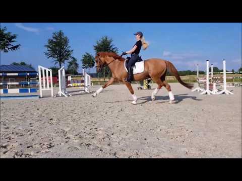 Deja-vu 38 gekörter Ponyhengst *2005 v. Dornik B  Reidel Stable