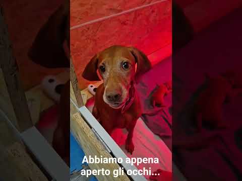 Vendita Disponibili ultimi maschietti di stupenda cucciolata Vizsla Bracco Ungherese