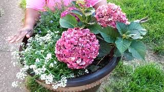 HOW TO PRUNE ENDLESS SUMMER HYDRANGEAS TO INCREASE BLOOMS || GARDEN QUEEN