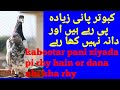 Kabootar Dana Nhi Kha Rhy Sirf Pani Pi Rhy Hain