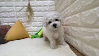 ビションフリーゼの動画01