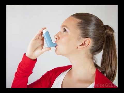 What is the Bronchial Tree