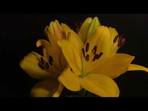 Yellow lilium Flower Bloom timelapse | Lily flower