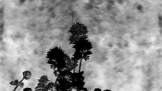 All Is Loneliness - Moondog