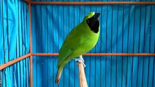 Download lagu Original Merubetiri Bandialit Jember.Sangat Cocok Buat Pancingan untuk Burung Macet mp3 Download lagu Original Merubetiri Bandialit Jember.Sangat Cocok Buat Pancingan untuk Burung Macet mp3