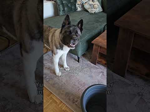 Making off: Yukas Blumen-Wassernapf 😍 #Hunde #akita #lebenmithund #yuka #shorts #unterhaltung