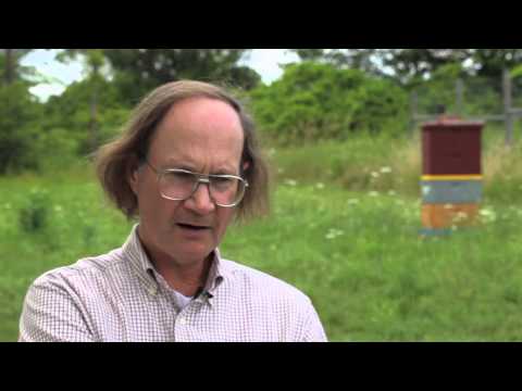 Swarm Intelligence with Tom Seeley